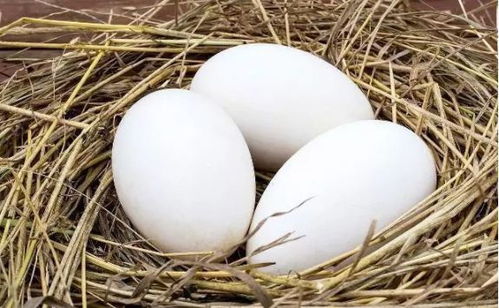 鹅蛋是寒性还是热性 女性长期吃鹅蛋的好处,一天吃几个合适