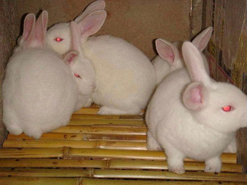 涪陵区种兔多少钱一只纯种花巨兔诚信厂家 