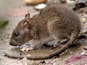 老鼠是哺乳动物吗,灭鼠最快最有效的方法