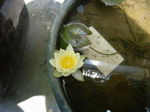 水莲花种植的水要多深 