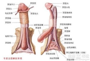 包皮手术后一年针眼未完全愈合怎么办