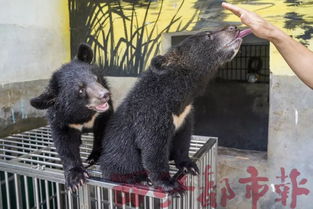 黑熊幼崽来报到 梧州市首例成功人工饲养繁殖的黑熊幼崽已7个多月大
