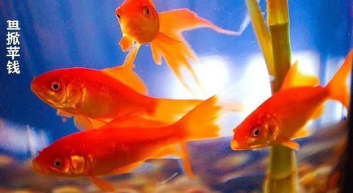 金鱼 除了撒盐,这6种方法可以让鱼活得更长