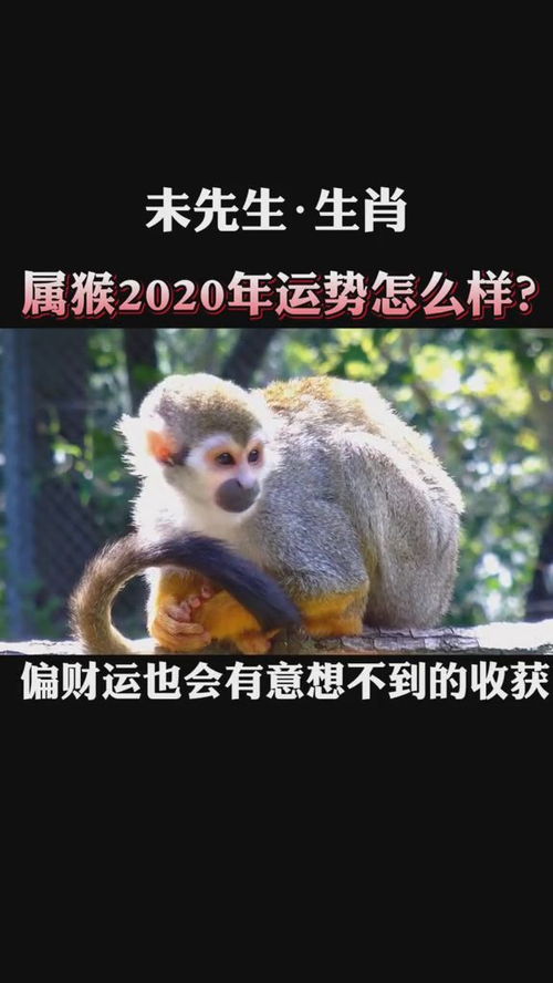 属猴2020运势怎么样 