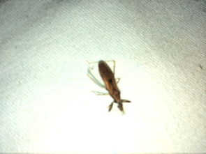 半夜被这个虫子一下蜇醒,很刺痛,蜇在手上起了个类似蚊子蜇的包,头前面是跟蚊子一样刺吸式口器,它有毒 