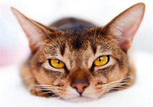 猫咪的结膜炎需要用什么眼药水 用什么药水才会好 