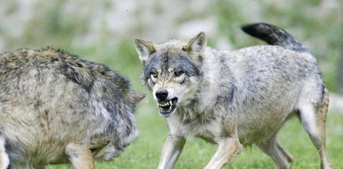 狼和狗能繁育后代吗
