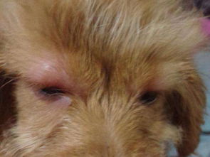 狗狗眼睛肿了用什么药