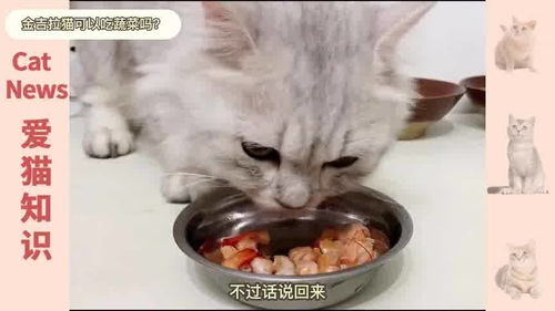 猫能吃黄瓜吗,猫能吃黄瓜吗生的