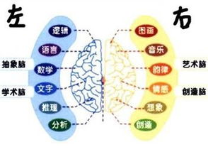 人用左脑和右脑有什么区别 