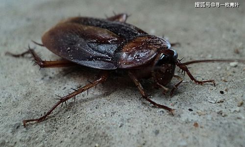 少用杀虫剂防虫,做到这10 种,蟑螂不再喜欢上你家