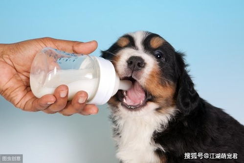 狗狗喝羊奶粉有什么好处 这6点益处是牛奶比不了的