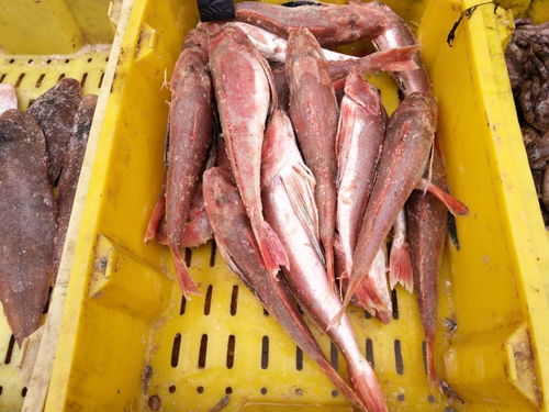 乡村大集上刚从海里捞上来的二米多长海鲜才3元一斤,超划算 