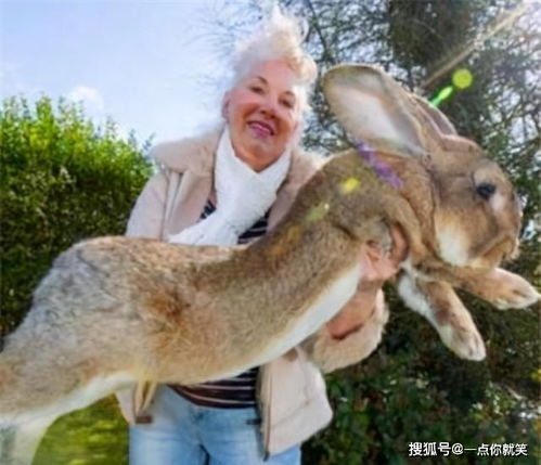 百年多前24只兔子登陆澳洲,繁衍到百亿只,网友 去中国搬救兵