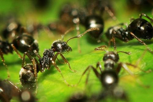 家里蚂蚁很多,怎么办 