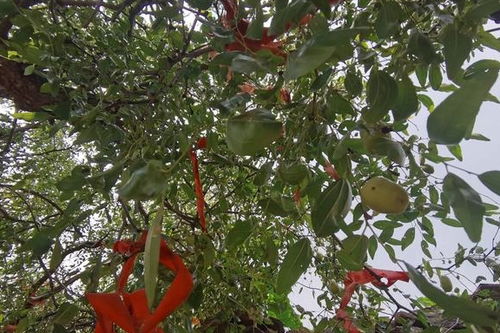 莱阳农村的奇景 三百多年历史的老枣树,今秋又结出果了