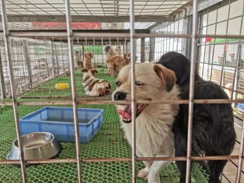 安庆市养犬管理条例 2022年6月1日起施行