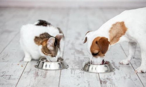 狗狗为什么爱吃 猫粮 吃猫粮有6个危害,赶紧制止