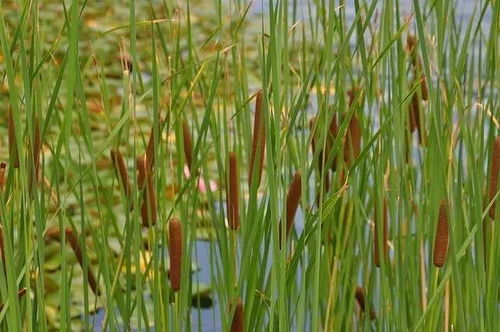 什么属于藤芦类(什么属于藤芦类食物)