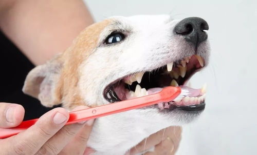 如何呵护狗狗的口腔健康
