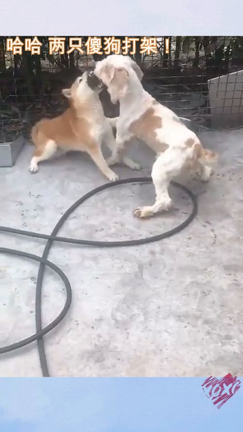 哈哈 两只傻狗打架 