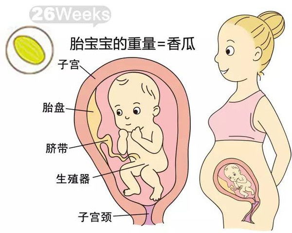 孕28周(胎儿28周发育标准参照表)