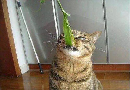 猫咪吃草月余后出现不适,取出大型草团才获救,过量食草有害无益