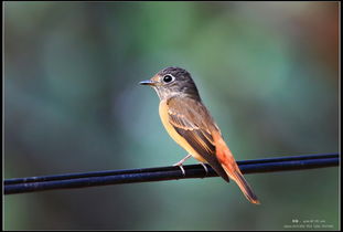 海南蓝仙鹟 这个月拍的一些鸟片 2011 04 Guangdong 