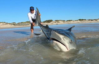 心痛 游客强拖鲨鱼上岸自拍致其死亡