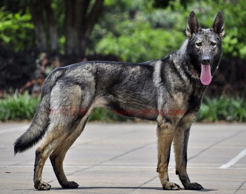 形像狼, 性凶猛, 它是农村养的狼狗, 却为何被称为军犬之王