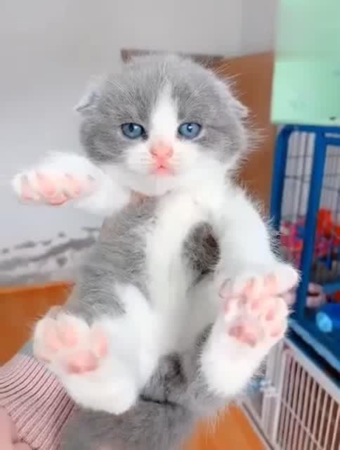 这小猫咪真可爱 像毛绒玩具一样 