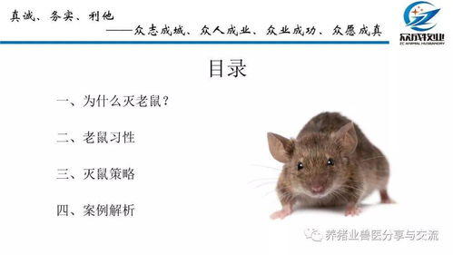 猪场生物安全体系 猪场鼠类控制策略