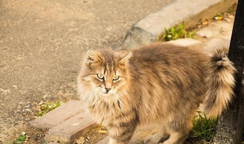 关于老人家说的流浪猫会带来不好运气,猫带穷狗带富的疑问解答