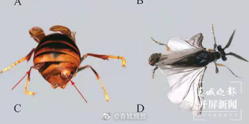 高黎贡山发现昆虫新物种杨氏胡蜂