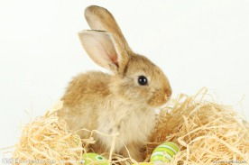 兔子图片专题,兔子下载 