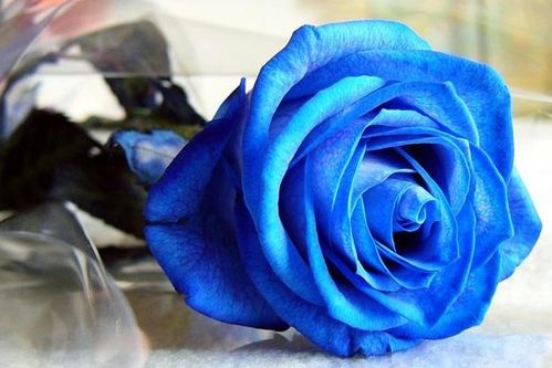 同是蓝玫瑰,代表的花语可不同,是恋人是爱人,别送错哟