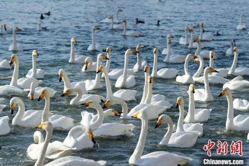 新疆孔雀河畔市民们 零距离 观赏天鹅