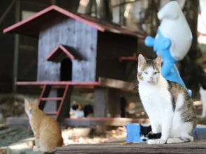 分享 占地10万多平米的猫小镇,专收无家可归的猫,这条件让人都想住