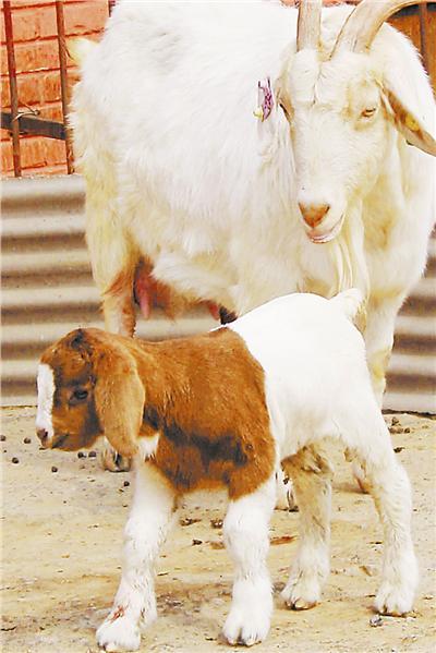 波尔山羊 羔羊正常几个月配种 