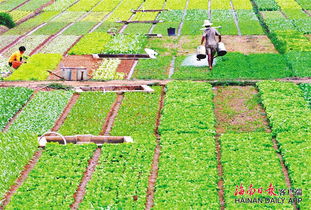 海南热带特色高效农业30年缩影 瓜菜商倒追找农民下订单