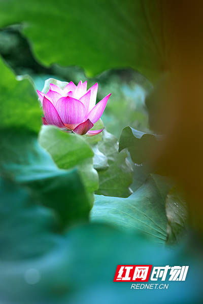 夏日南湖 赠尔一池 荷 一步一景 一叶一梦