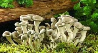 新鲜蘑菇怎么保存 新鲜蘑菇放多久不能吃