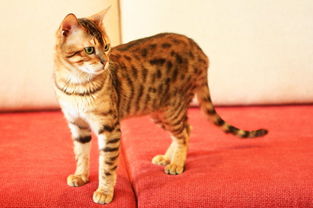 孟加拉豹猫哪个颜色最贵,豹纹猫的优缺点？