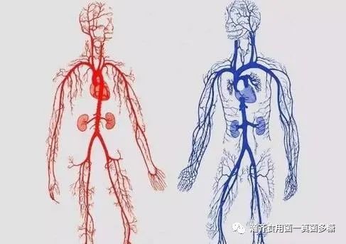 冷知识人体内的血管连起来(人体内的血管连在一起的长度有多长)