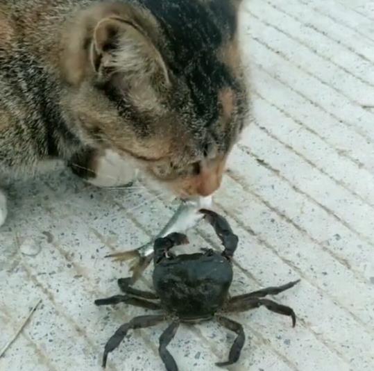 猫咪在吃鱼,螃蟹上前竟这样做,猫 能不能不要抢我的小鱼干