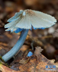 云南发现一蓝色蘑菇新种