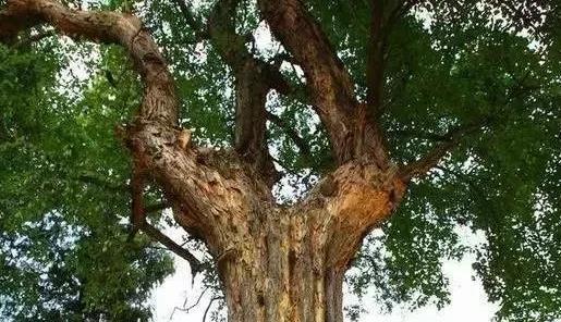 桑柘木是什么树生长在什么地方,榉木与柘木的区别
