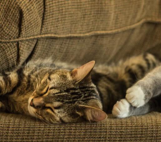 猫咪常见的四种睡姿表现猫咪不同的状态,你家猫咪是哪种睡姿呢