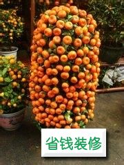 春节家里放哪些植物比较好 