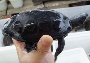 龟的腹部全黑是什么龟 
